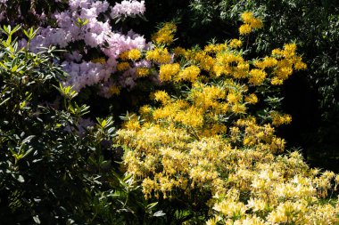 Mayıs ayında bahçede çeşitli orman gülleri çiçek çeşitleri