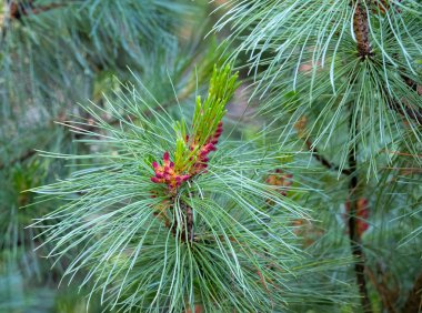 Abies arizonica. Pinaceae-çam cins. Küçük çiçekleme köknar koni görünümü