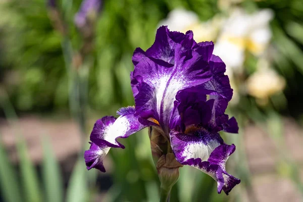 Крупный план лепестков цветов Iris alberti Regel — стоковое фото