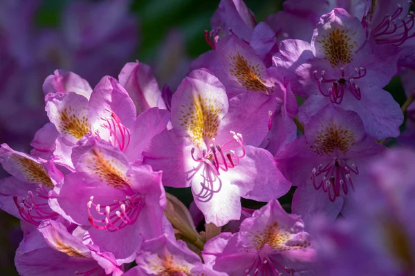 ?lose-up of blooming pink rododendron flowers under the sunshine — стоковое фото