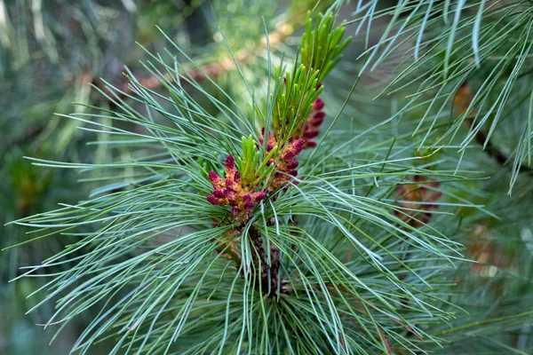 Abies arizonica. Pinaceae-nemzetség fenyő. A kis, virágzó fenyőtobozok nézete — Stock Fotó