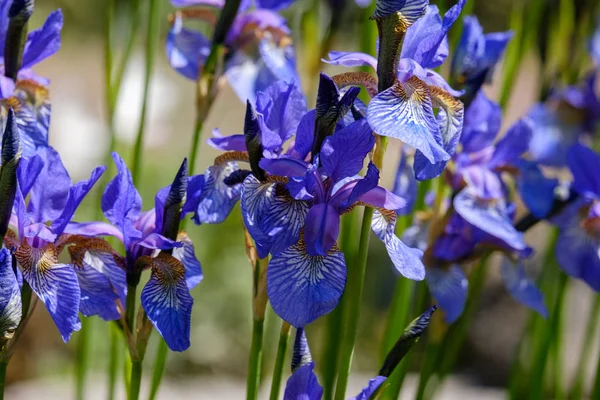 Крошечные фиолетовые голубые ирисы - весенние цветы, цветущие в саду. Iris reticulata или Карликовая радужная оболочка, Иридовые, луковичные растения — стоковое фото
