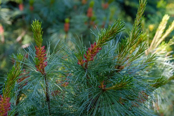 Abies arizonica. Pinaceae - genus of pine. View of the little blossoming fir cones — Stock Photo, Image