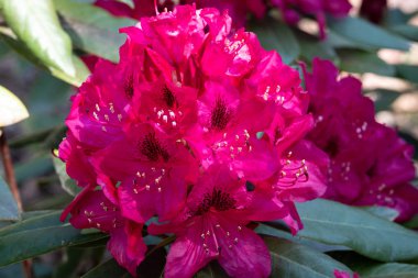 Mor Rododendron Nova Zembla