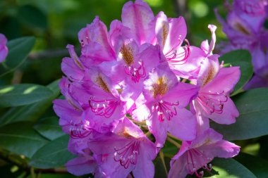Bahar bahçesinde Glitter ile Rhododendron çiçeklenme çiçekler.