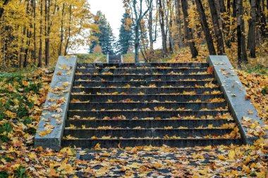 Akçaağaç yaprakları ile granit merdiven sonbahar Pulkovo astronomik gözlem Parkı kadar lider