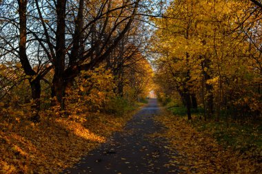 Bir sonbahar ile düşmüş yaprakları ile yol Pulkovo Park