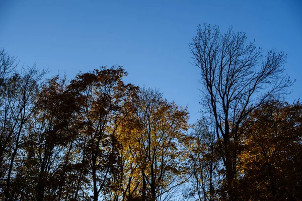 El otoño se va con el fondo azul del cielo. Árbol colorido otoñal contra el cielo despejado —  Fotos de Stock