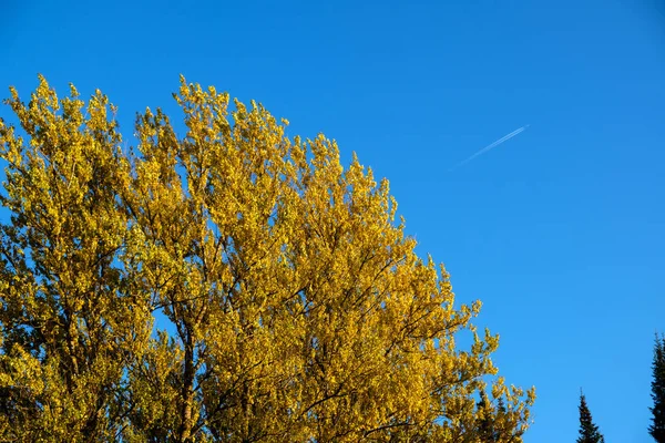 Sonbahar mavi gökyüzü arka plan ile yaprakları. Açık gökyüzü ve uçak izi karşı sonbahar renkli ağaç — Stok fotoğraf