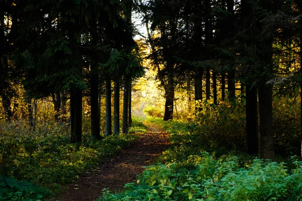 Passo a passo deixa através do parque em lugar brilhante no outono — Fotografia de Stock