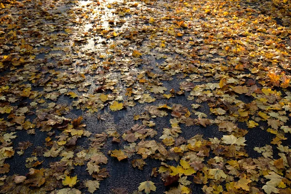 Fallna gula lönn löv på asfalten med sol Highligts. Varmt ljus — Stockfoto