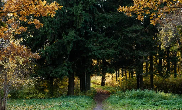 Пішохідна стежка виходить через парк восени — стокове фото