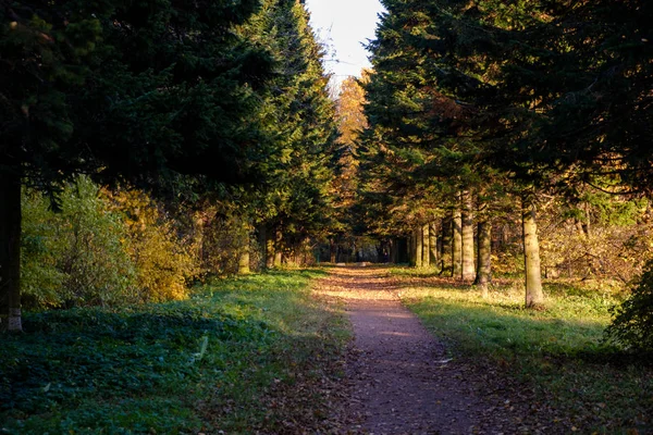 Passo a passo com folhas caídas através do parque no outono iluminado por raios de sol — Fotografia de Stock