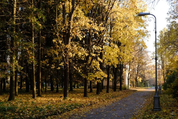 Дорога з опалними листям і ліхтарями через Осінній Парк Пулково, що освітлюється сонячними променями — стокове фото