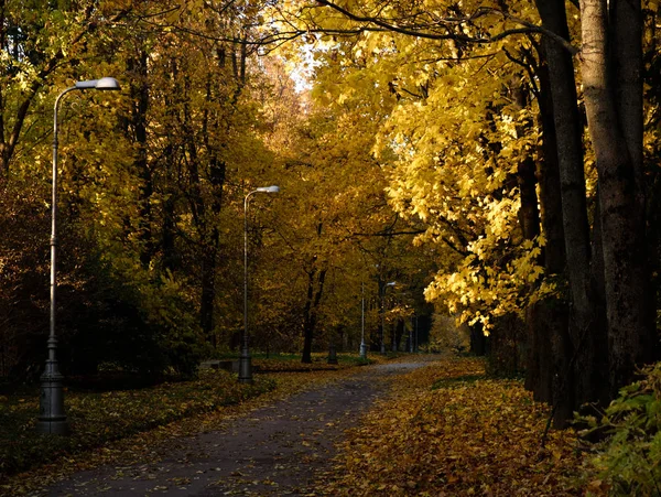 Road with fallen leaves and lanterns through an autumn Pulkovo park illuminated by Sunbeams — Stock Photo, Image