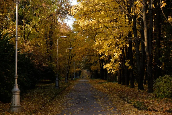 Route avec des feuilles tombées et des lanternes à travers un parc Pulkovo d'automne illuminé par les rayons du soleil — Photo