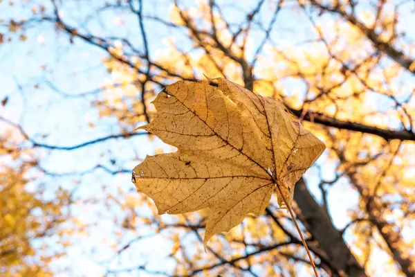 Осенний кленовый лист на дереве на фоне ветвей и неба — стоковое фото