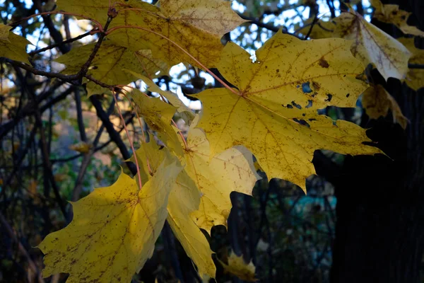 Herfst esdoorn bladeren op een boom tegen de achtergrond van takken — Stockfoto