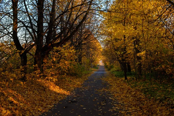 Estrada com folhas caídas através de um parque de Pulkovo de outono — Fotografia de Stock