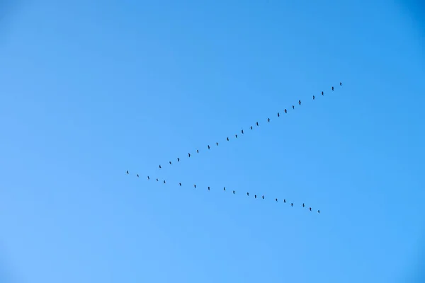 group of birds flying in the shape of a triangle on a dark blue