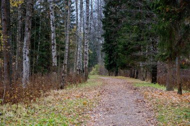 Sonbahar ormanında yürüyüş parkuru.