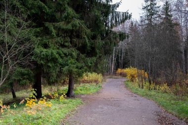 Sonbahar ormanında yürüyüş parkuru.