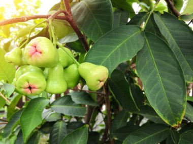 Ağaçtaki yeşil gül. Kopyalama alanı.