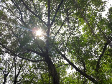 Gündüz banyan ağacından gelen güneş ışığı.