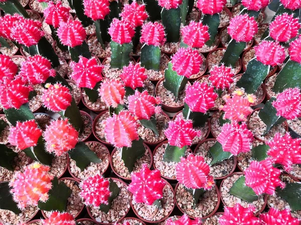 Cactus on background.Moon cactus (Gymnocalycium mihanovichii) in flower pot, red or pink cactus.