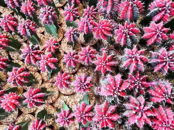 Cactus on background.Moon cactus (Gymnocalycium mihanovichii) in flower pot, red or pink cactus.