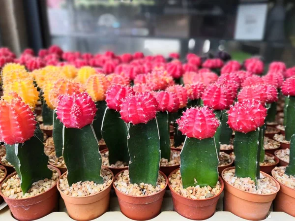Arka planda kaktüs. Ay kaktüs (Gymnocalycium mihanovichii) saksı, kırmızı ve sarı kaktüs.