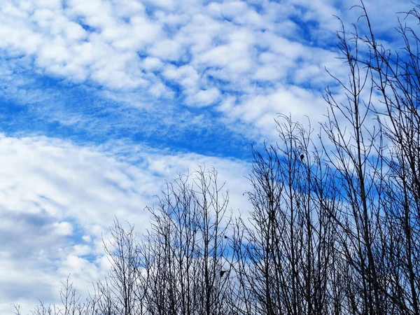 Bonito Lanscape Com Árvore Céu Céu Azul Com Nuvem — Fotografia de Stock