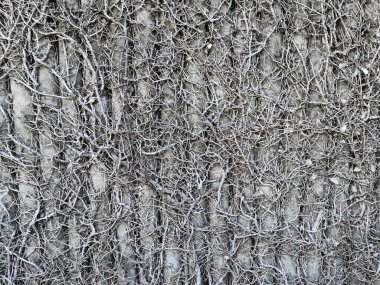 Kurutulmuş incir bitkisi, beton duvarda kurutulmuş Ficus Pumila. Ficus pumila duvarda ölmüş..