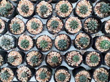 Arka planda tencerede karışık kaktüs deseni, genel görünüm.