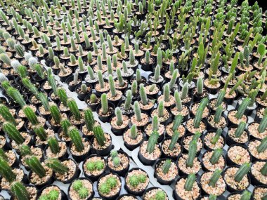 Arka planda tencerede karışık kaktüs deseni, genel görünüm.