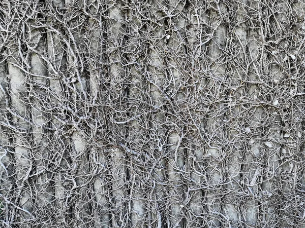 Kurutulmuş incir bitkisi, beton duvarda kurutulmuş Ficus Pumila. Ficus pumila duvarda ölmüş..