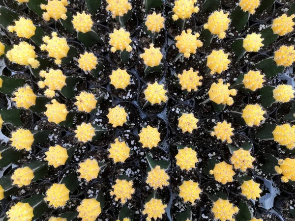 Arka planda kaktüs. Ay kaktüsü (Gymnocalycium mihanovichii) çiçek saksısında, sarı kaktüs.