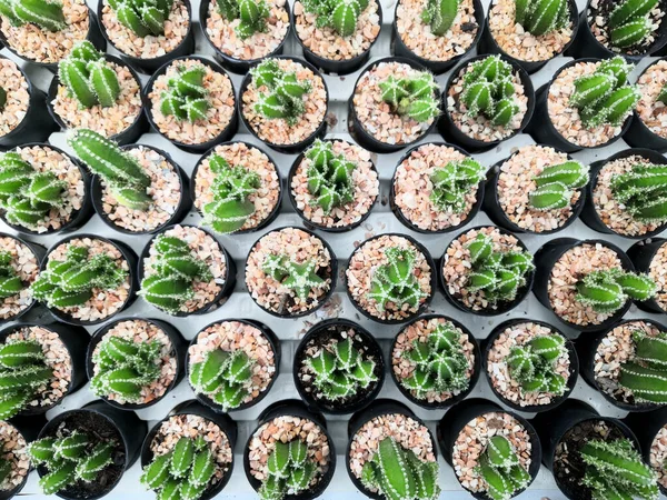 Patroon Van Gemengde Cactus Pot Achtergrond Bovenaanzicht — Stockfoto