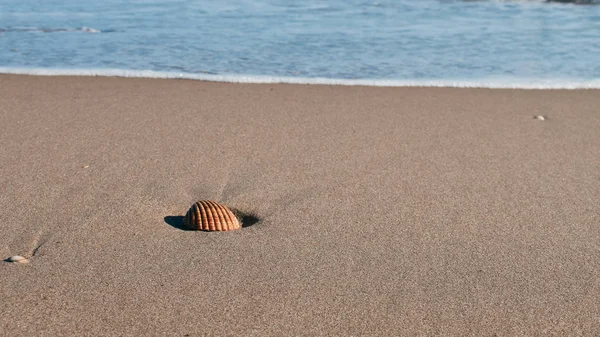 Mussla i sanden i havet — Stockfoto