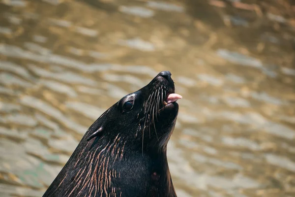 Close-up of a very funny sea lion — Stock Photo, Image