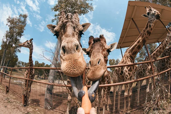 Giraffe streckt die Zunge heraus — Stockfoto