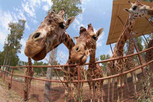 Giraffen blicken in Kamera — Stockfoto