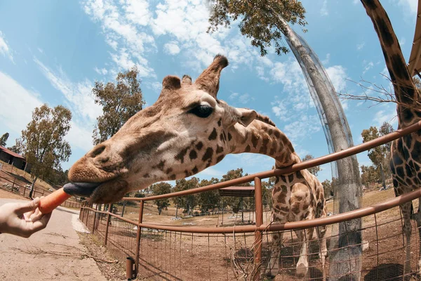 Giraffe streckt die Zunge heraus — Stockfoto