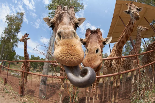 Giraffe streckt die Zunge heraus — Stockfoto