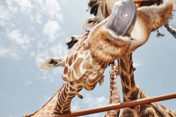 Zwei riesige Giraffen, die ihre Zungen ausstrecken — Stockfoto
