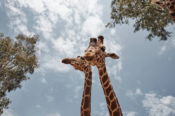 两只巨大的长颈鹿伸出舌头 — 图库照片