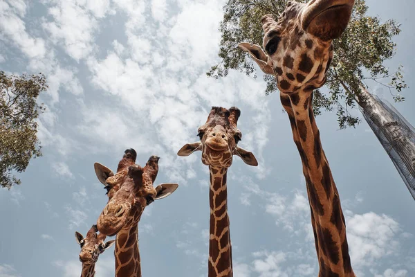 Gigantescas girafas sobressaindo suas línguas — Fotografia de Stock