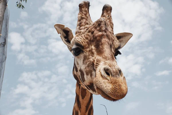 Bella giraffe starrt in die kamera des fotografen — Stockfoto