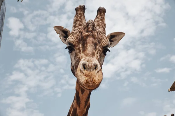 Bella giraffe starrt in die kamera des fotografen — Stockfoto
