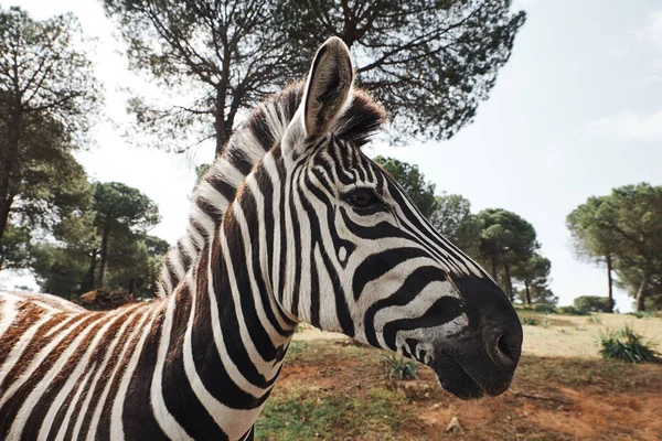 Nahaufnahme eines erwachsenen Zebras in Freiheit in der afrikanischen Savanne — Stockfoto